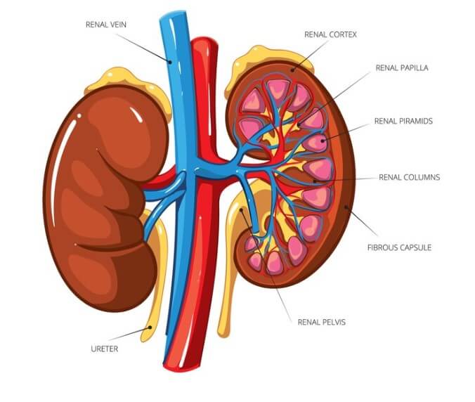kidney-diagram -world-kidney-day--health-blog---NDC---North-City-Diagnostic-Centre
