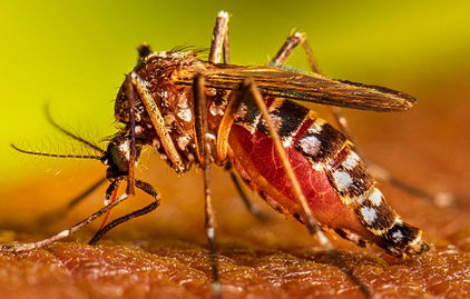 DENGUE